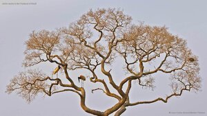 Jabiru storks in the Pantanal of Brazil