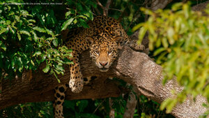 Onça-pintada observando de uma árvore, Pantanal, Mato Grosso