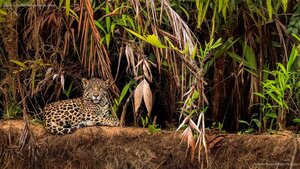 Jaguar in the Pantanal wetlands, Brazil