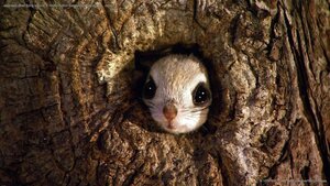 Japanese dwarf flying squirrel in Rishiri-Rebun-Sarobetsu National Park, Japan