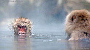 Japanese macaques in hot spring, Jigokudani Monkey Park, Japan