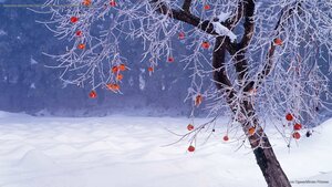 Japanese persimmon tree in winter, Fukushima Prefecture, Japan