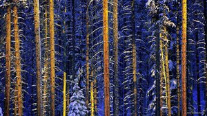 Jasper National Park, Alberta, Canada