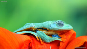 Javan tree frog