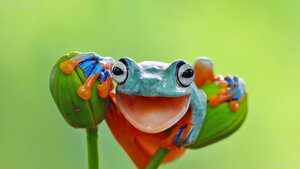 Javan tree frog, Indonesia