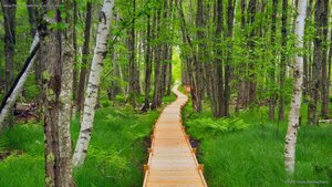 Jesup Path in Acadia National Park, Maine