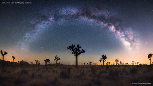 Joshua trees under the Milky Way, California