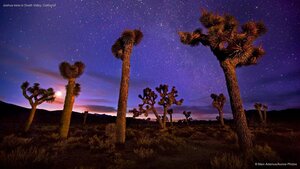 Joshua trees in Death Valley, California
