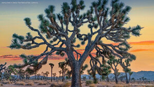 Joshua trees in Joshua Tree National Park, California