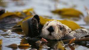 Sea otter floating in a kelp bed in Alaska Maritime National Wildlife Refuge