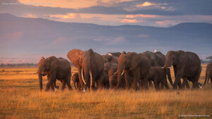 African elephant herd, Amboseli National Park, Kenya