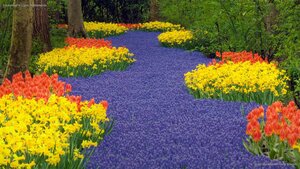 Keukenhof in Lisse, Netherlands
