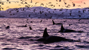 Killer whales in the waters off Spildra, Norway