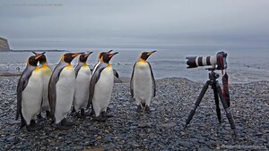 King penguins at St. Andrews Bay, South Georgia