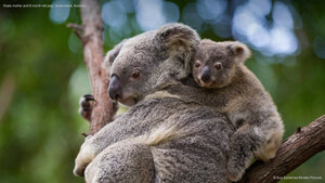 Koala mother and 8-month-old joey, Queensland, Australia