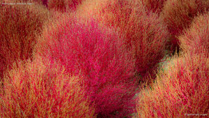 Kochia, Ibaraki Prefecture, Japan