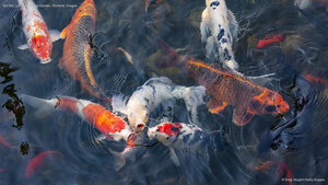 Koi fish, Lan Su Chinese Garden, Portland, Oregon