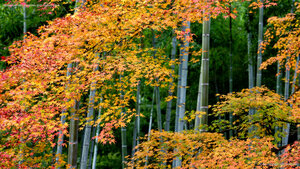 Where bamboo breathes and maples blaze