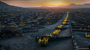 Viñedo volcánico en la región vinícola de La Geria, Lanzarote, Islas Canarias, España
