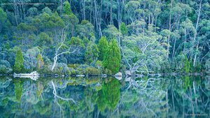 Lake Dobson in Mount Field National Park of Tasmania
