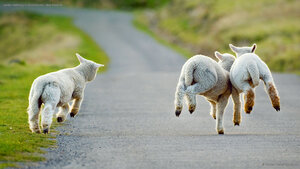 Lambs frolicking in Christchurch, New Zealand
