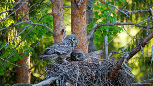 Great gray owls in their nest, Finland
