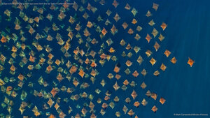 Large school of Munk's devil rays seen from the air, Gulf of California, Mexico