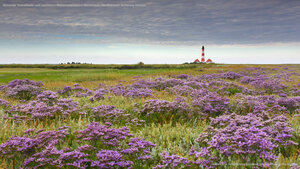 Blühender Strandflieder und Leuchtturm Westerheversand in Westerhever, Nordfriesland, Schleswig-Holstein