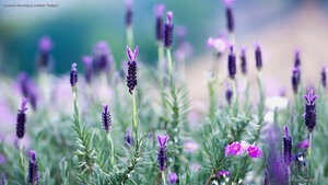 Lavender blooming in northern Thailand