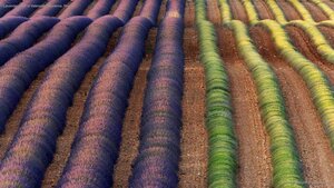 Lavender fields of Valensole, Provence, France