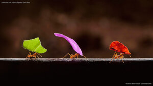 Leafcutter ants in Boca Tapada, Costa Rica