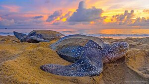 Leatherback sea turtles in Trinidad and Tobago