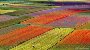 Lenticchie in fiore, Castelluccio di Norcia, Perugia, Umbria