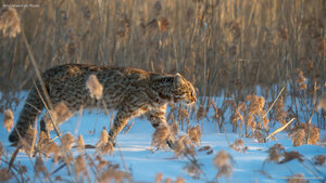 Amur leopard cat, Russia