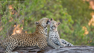 Mère léopard qui toilette son petit, Réserve de Jao, Botswana