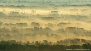 Letea Forest, Danube Delta, Romania