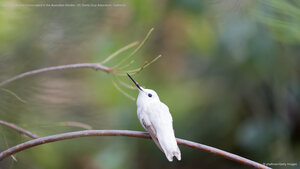 Leucistic Anna's hummingbird in the Australian Garden, UC Santa Cruz Arboretum, California
