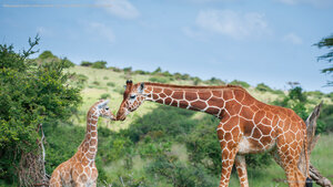 Reticulated giraffe mother greeting calf, Lewa Wildlife Conservancy, Kenya
