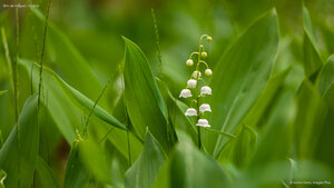 Brin de muguet, Ukraine