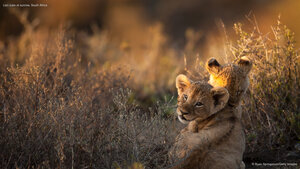 Lion cubs at sunrise, South Africa