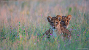 Lion cubs hiding in tall grass in the Kalahari Desert region of Botswana