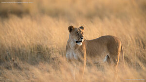 Lioness in Maasai Mara National Reserve, Kenya