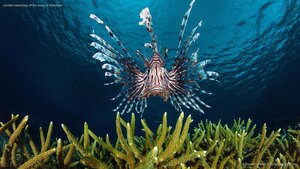 Lionfish swimming off the coast of Indonesia