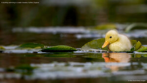 A duckling swimming in a water meadow, Suffolk, England