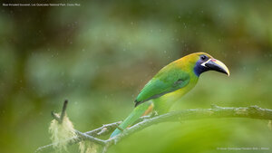Blue-throated toucanet, Los Quetzales National Park, Costa Rica