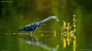 Little blue heron in Cuba