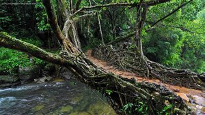 Living root bridge in Meghalaya, India
