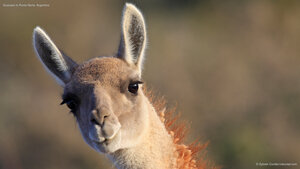Guanaco in Punta Norte, Argentina