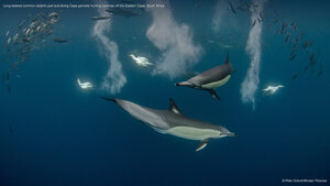 Long-beaked common dolphin pod and diving Cape gannets hunting sardines off the Eastern Cape, South Africa