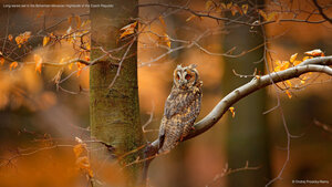 Long-eared owl in the Bohemian-Moravian Highlands of the Czech Republic